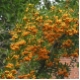 Pyracantha 'Orange Charmer' - Feuerdorn orange