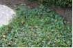 Cotoneaster dammeri radicans - Teppichzwergmispel