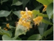 Geißblatt - Lonicera henryi - Immergrünes Geißblatt