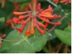 Gei�blatt - Lonicera brownii 'Dropmore Scarlet' - Rotes Gei�blatt