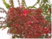 Parthenocissus tricuspidata 'Veitchii'