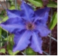 Clematis The President - Waldrebe  dunkelblau