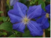 Clematis Jackmannii - Waldrebe blauviolett