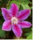 Clematis Dr. Ruppel - Waldrebe karminrosa