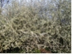 Prunus spinosa CAC - Schlehe  - Schwarzdorn