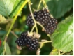 Rubus fruticosa 'Black Satin' CAC - Brombeere  Black Satin - dornlos-