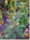 Abies concolor - Coloradotanne- Grau-Tanne