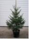 Picea omorika - Serbische Fichte