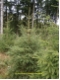 Picea abies - Rotfichte