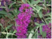 Buddleja davidii 'Nanho Purple' - Sommerflieder ' Nanho Purple' - purpurrot