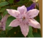 Clematis Hagley Hybrid - Waldrebe rosa