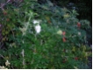 Rosa rugosa 'Alba' - Weiße Apfelrose