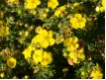 Potentilla fruticosa 'Kobold' - Fingerstrauch 'Kobold'  -gelb-