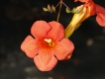 Campsis radicans - Rote Klettertrompete- Trompetenblume