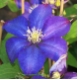 Clematis Daniel Deronda - Waldrebe violett-blau