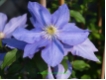 Clematis 'H.F.Young' - Waldrebe hellblau