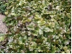 Waldsteinia ternata - Waldsteinie/ Golderdbeere
