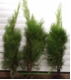 Thuja occidentalis Smaragd