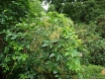 Parthenocissus quinquefolia - Wilder Wein