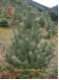 Pinus rostrataAufrechte Bergkiefer