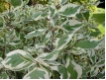 Cornus alba 'Elegantissima' - Weissbunter Hartriegel
