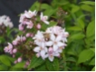 Deutzia hybrida Mont Rose - Rosen- Deutzie