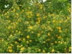 Kerria japonica Pleniflora - Gef�llter Ranunkelstrauch