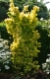 Ulmus carpinifolia 'Wredei' - Goldulme