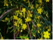 Jasminum nudiflorum - Gelber Winterjasmin